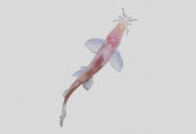 石林盲高原鳅是什么鱼？