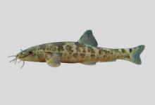 西昌高原鳅是什么鱼？