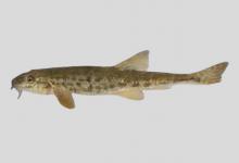 新疆高原鳅是什么鱼？