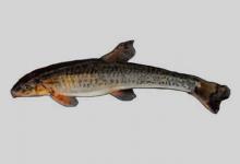 圆腹高原鳅是什么鱼？