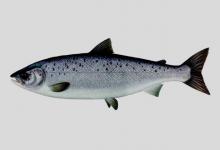 大西洋鲑是什么鱼？