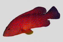 青星九棘鲈是什么鱼？