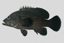 蓝线九棘鲈是什么鱼？