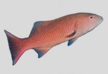 点线鳃棘鲈是什么鱼？