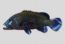 斑点九棘鲈是什么鱼？