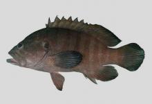 波伦氏九棘鲈是什么鱼？