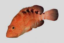 六斑九棘鲈是什么鱼？