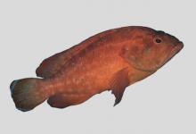 黑缘尾九棘鲈是什么鱼？