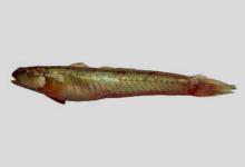 副荣鮈鰕虎鱼是什么鱼？