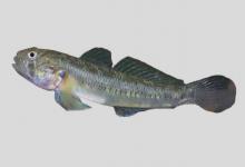 条纹狭鰕虎鱼是什么鱼？