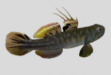 泰加拉鲻鰕虎鱼是什么鱼？