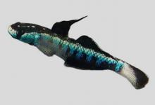 蓝点深鰕虎鱼是什么鱼？