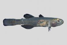 大鳞鳍鰕虎鱼是什么鱼？