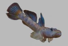 褐吻鰕虎鱼是什么鱼？