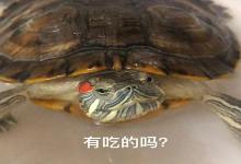 你家龟盯着你看时，内心戏居然这么丰富？第3个原因太真实了