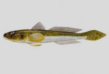 矛尾复鰕虎鱼是什么鱼？