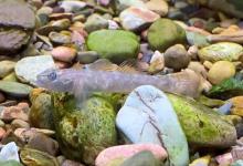 虾虎鱼的寿命能活多久？