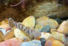 虾虎鱼不打氧能活吗？