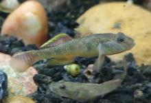 虾虎鱼温度多少合适？