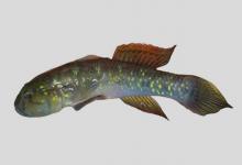青斑细棘鰕虎鱼是什么鱼？