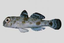 眼瓣沟鰕虎鱼是什么鱼？