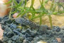 虾虎鱼为什么总跳缸？