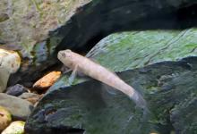 虾虎鱼吃黑壳虾吗？