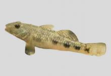 斜纹鲻鰕虎鱼是什么鱼？