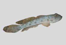 长背沟鰕虎鱼是什么鱼？