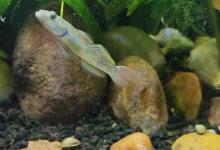 虾虎鱼能和虾一起养吗？