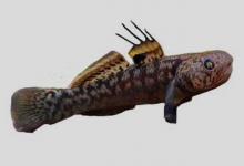 粘皮鲻鰕虎鱼是什么鱼？