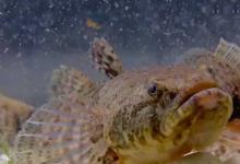 和虾虎鱼很像的鱼是什么鱼？