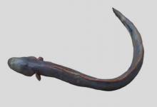 紫鳗鰕虎鱼是什么鱼？