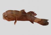 钟馗鰕虎鱼是什么鱼？