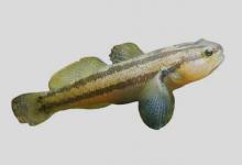 纹缟鰕虎鱼是什么鱼？