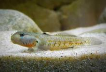 虾虎鱼吃饲料吗？