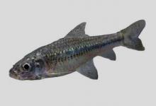 小银鮈是什么鱼？