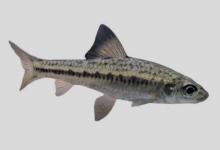 暗斑银鮈是什么鱼？