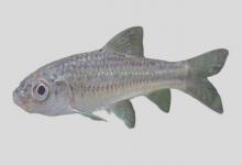 亮银鮈是什么鱼？
