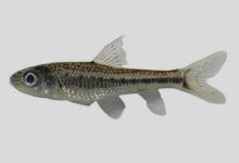 日本银鮈是什么鱼？