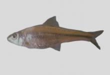 兴凯银鮈是什么鱼？