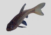 细银鮈是什么鱼？