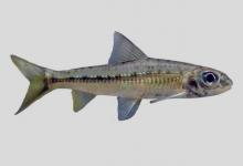 台湾银鮈是什么鱼？