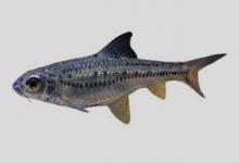 点纹银鮈是什么鱼？