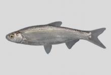 中间银鮈是什么鱼？