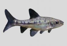 巴氏银鮈是什么鱼？