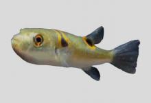 弓斑东方鲀是什么鱼？