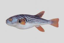 东方鲀是什么鱼？