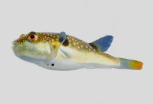 斑带东方鲀是什么鱼？