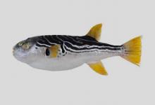 黄鳍东方鲀是什么鱼？